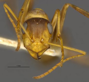 Media type: image;   Entomology 28105 Aspect: head frontal view